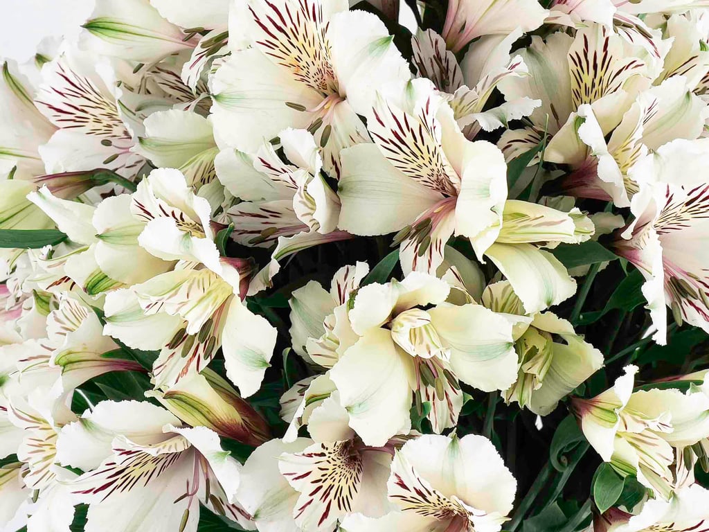 Astromelia Blanca