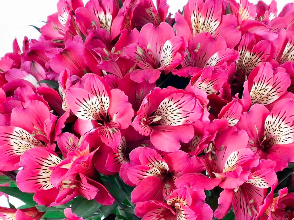 Astromelia Fucsia