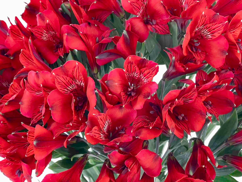 Astromelia Roja
