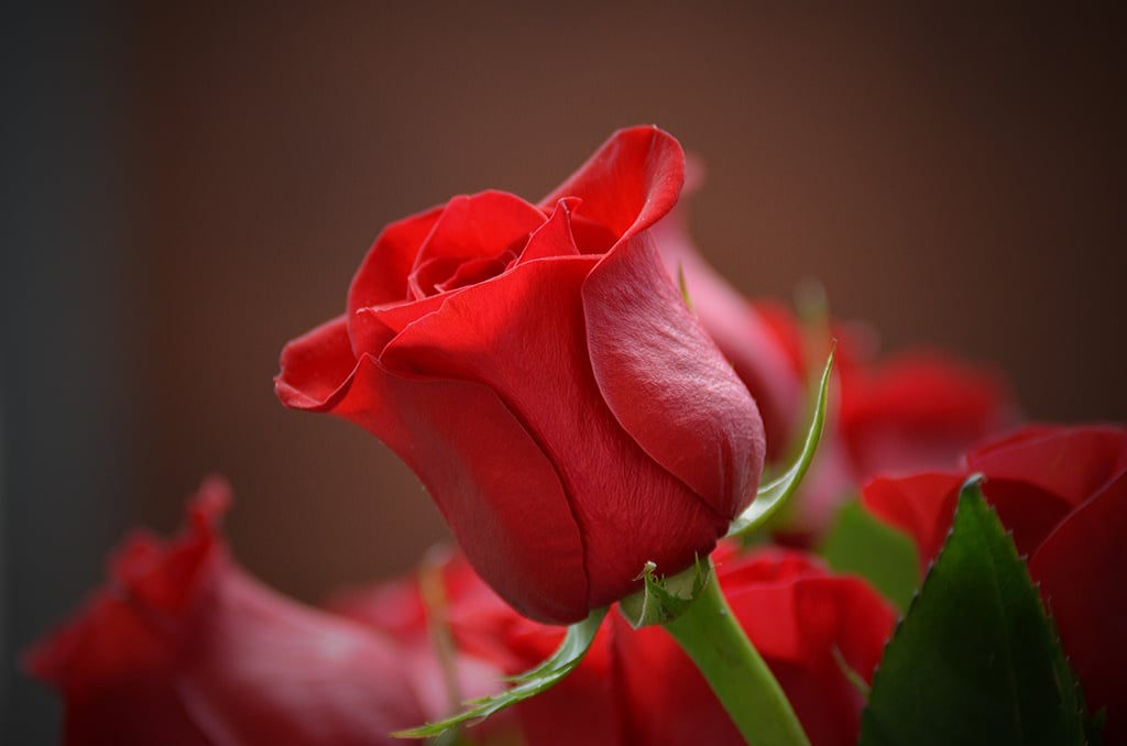 Las Mejores Rosas del Ecuador