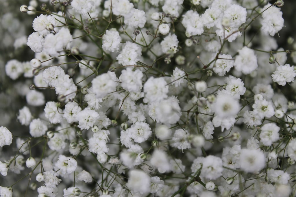 Gypsophila