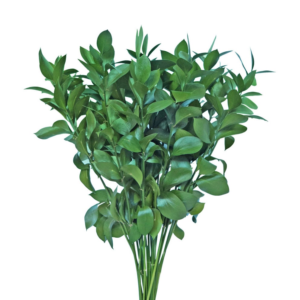 Ruscus