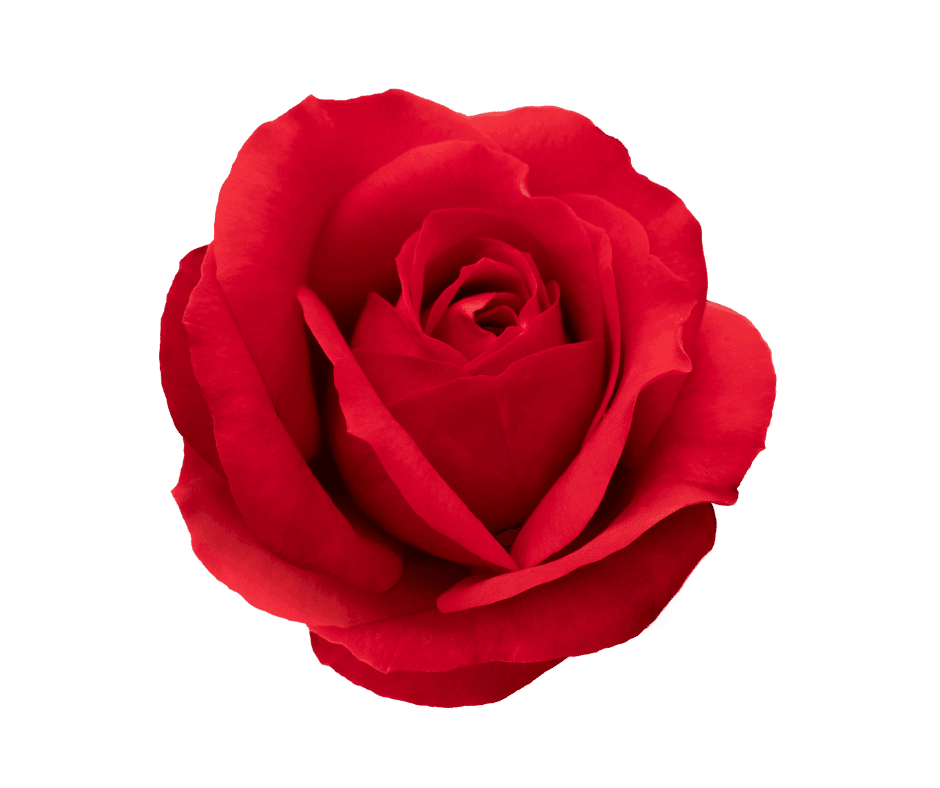 Rosas rojas