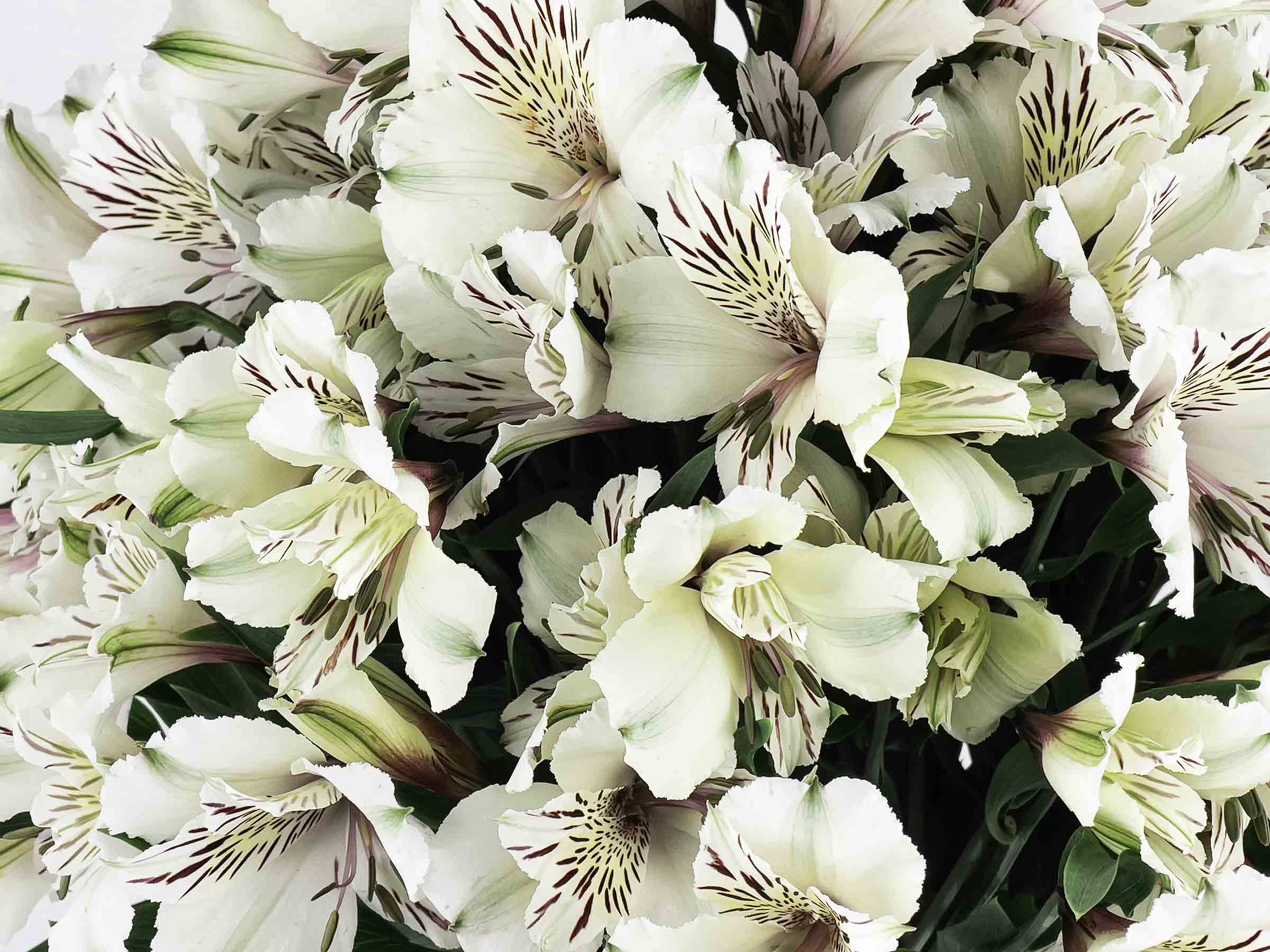 Astromelia Blanca