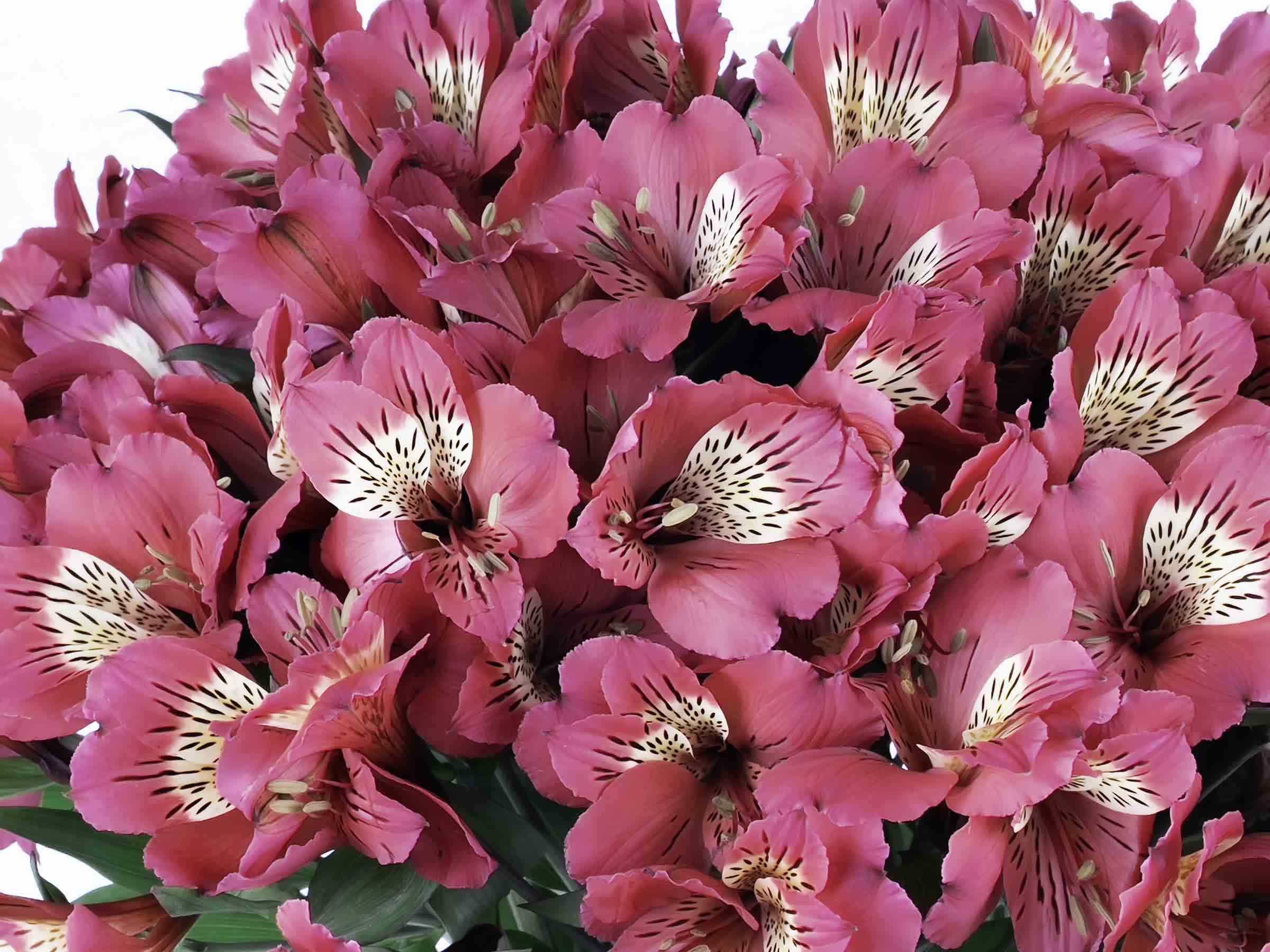 Astromelia Fucsia