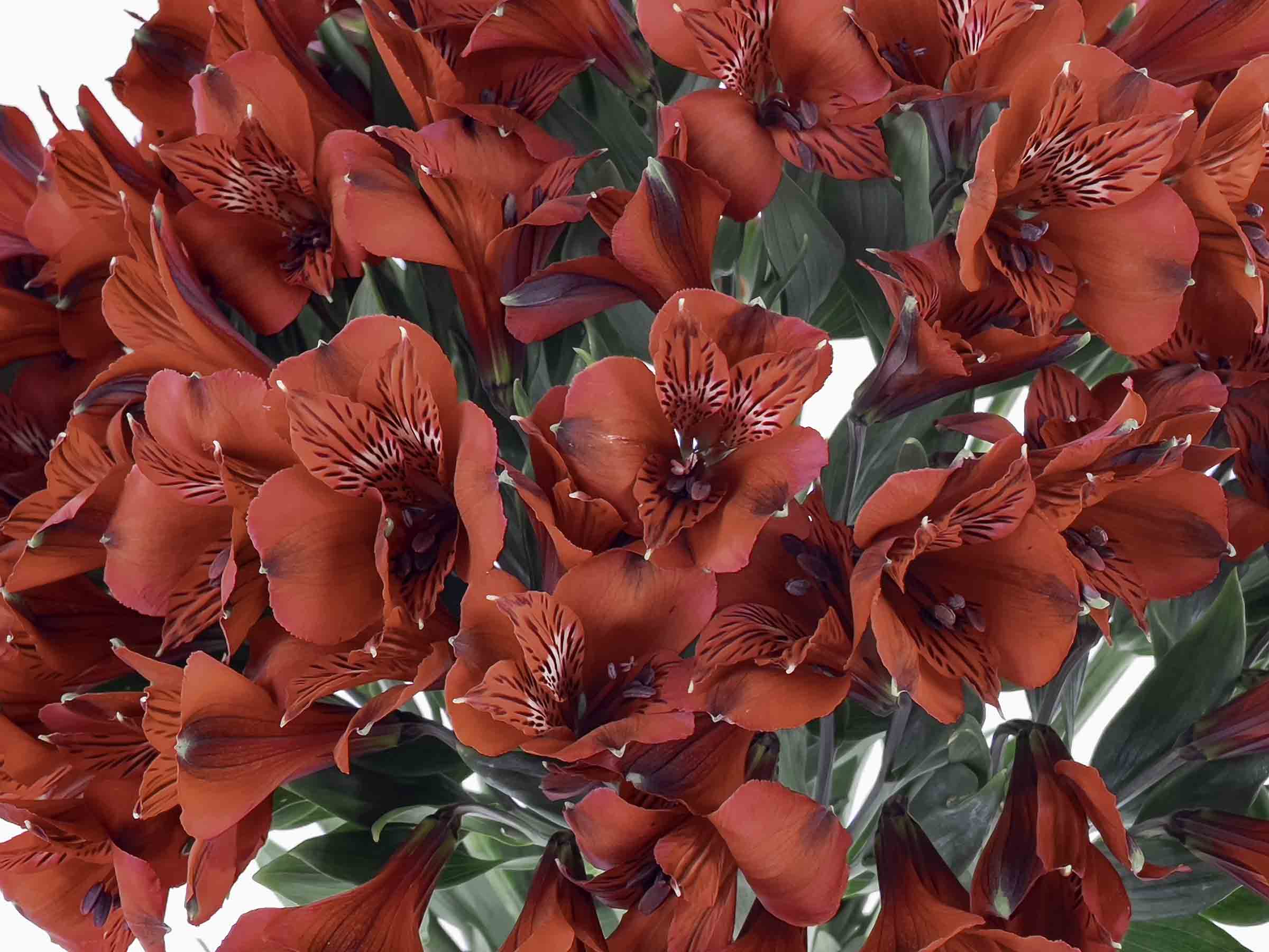 Astromelia Roja