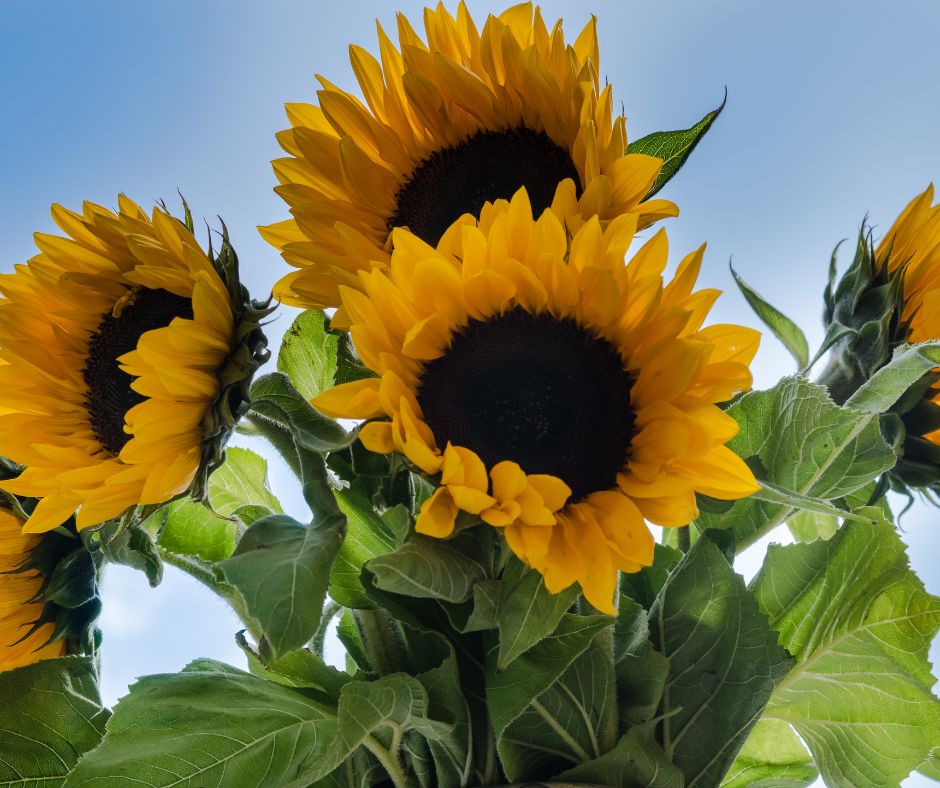 Girasoles