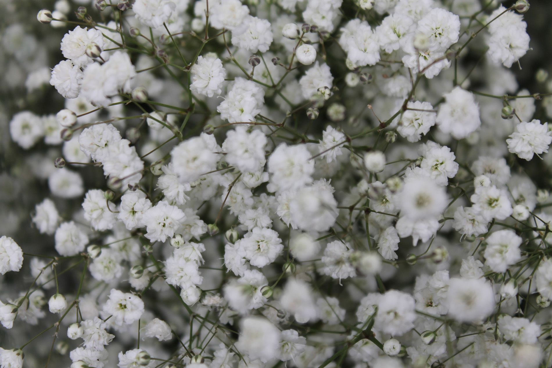 Gypsophila