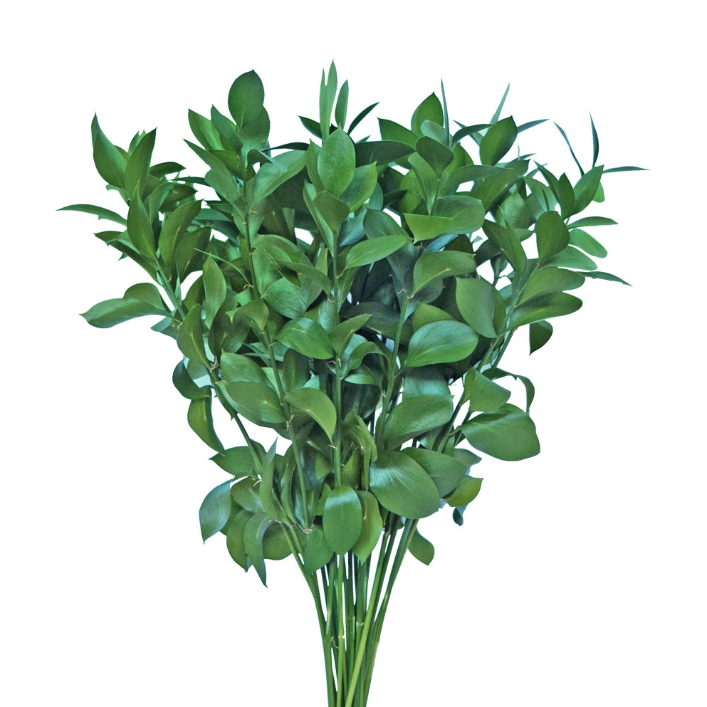 Ruscus